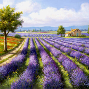 Lavender Rows